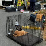 In this photo provided by Woodstock Volunteer Fire Association, a minivan carrying more than a dozen puppies hit a utility pole and rolled over in Woodstock, Conn., Thursday morning, June 20, 2024, injuring several dogs, authorities said.