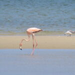 Mary Jo Foti captures the American Flamingo off the coast of Chapin Beach in Dennis on Monday.