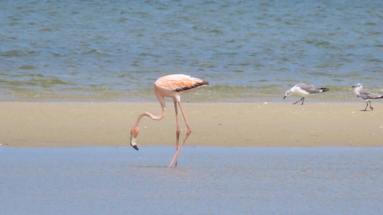 Mary Jo Foti captures the American Flamingo off the coast of Chapin Beach in Dennis on Monday.