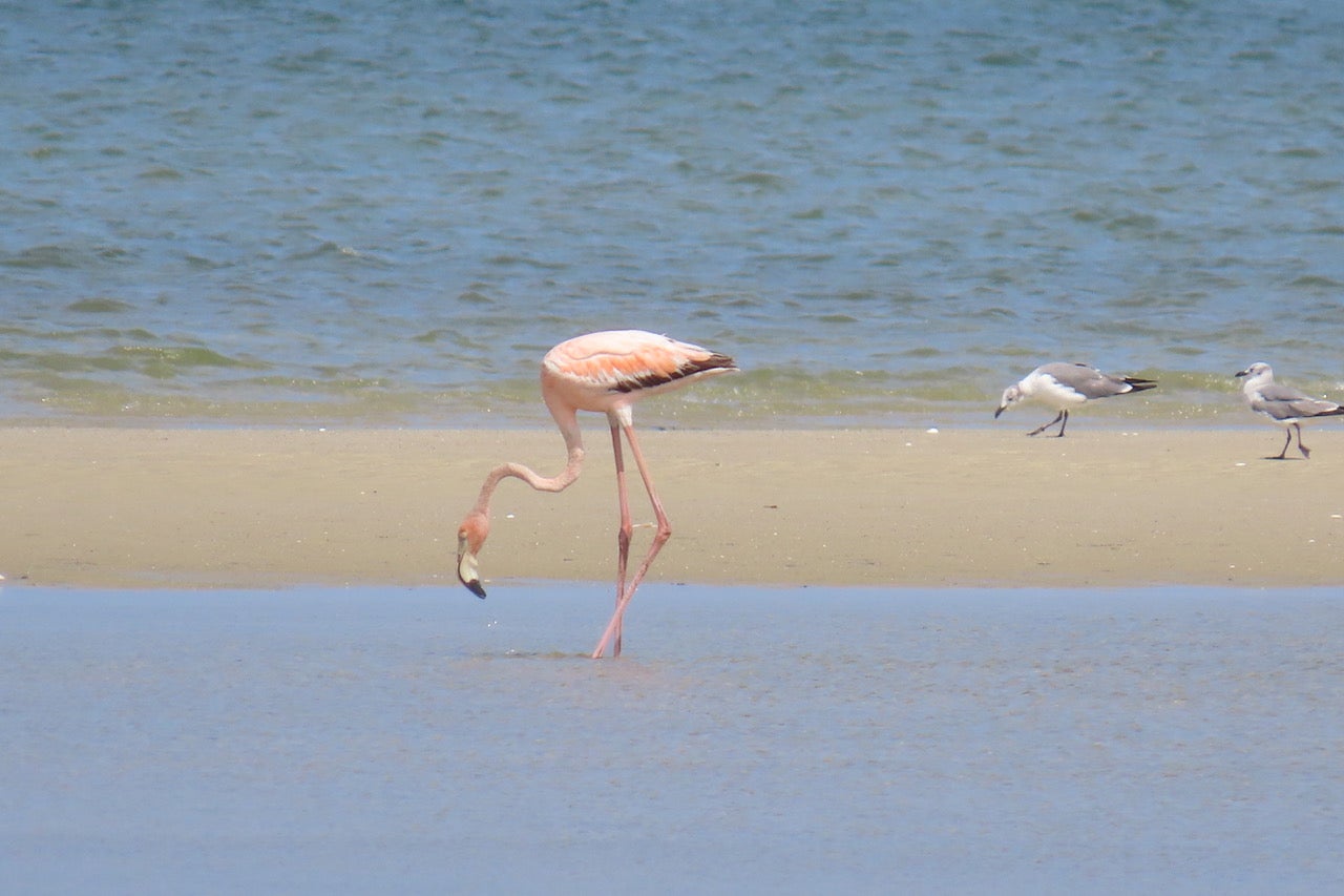 The Cape flamingo is back