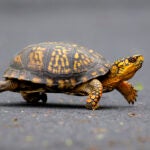 A male Eastern Box Turtle moves across a path at Wildwood Lake Sanctuary in Harrisburg, Pa.