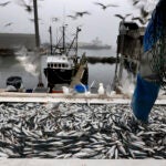 Herring are unloaded from a fishing boat in Rockland, Maine.