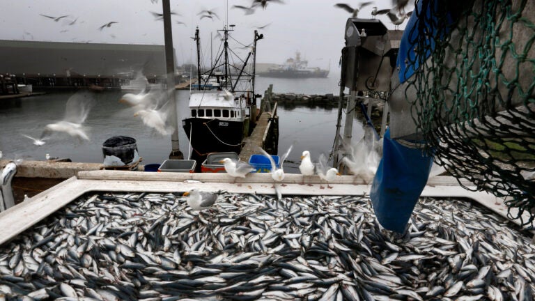 Herring are unloaded from a fishing boat in Rockland, Maine.