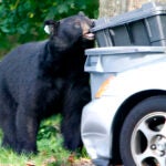 A black bear chews on a garbage container in Wolcott, Conn.