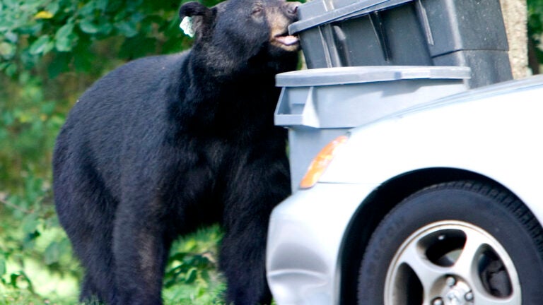 A black bear chews on a garbage container in Wolcott, Conn.