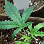 Newly transplanted cannabis cuttings grow in pots at Sira Naturals medical marijuana cultivation facility in Milford, Mass.