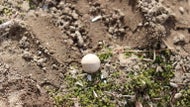 Musket balls from ‘shot heard round the world’ battle found in Concord