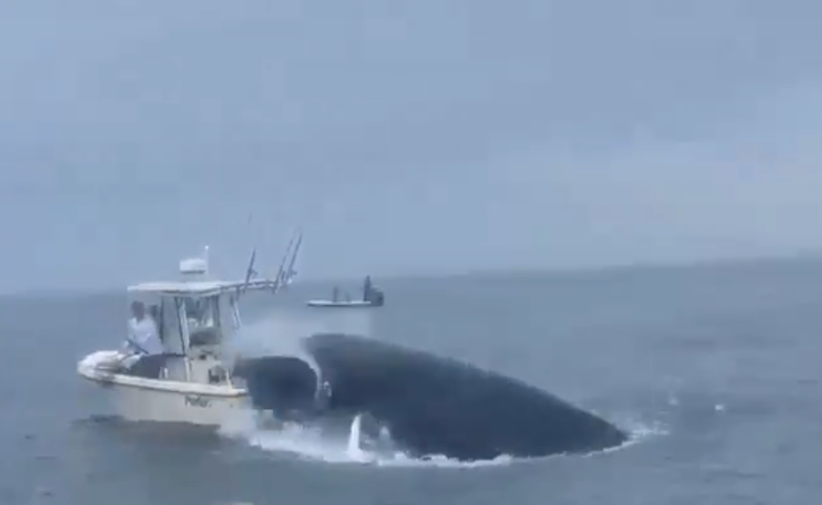 Video: Whale capsizes boat off coast of New Hampshire