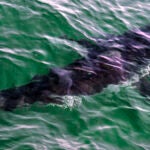 A great white shark swims past a boat on a shark watching boat off the Massachusetts' coast of Cape Cod in 2021.