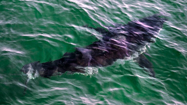 A great white shark swims past a boat on a shark watching boat off the Massachusetts' coast of Cape Cod in 2021.