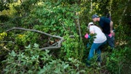 Volunteers search on North Shore for Harmony Montgomery's body