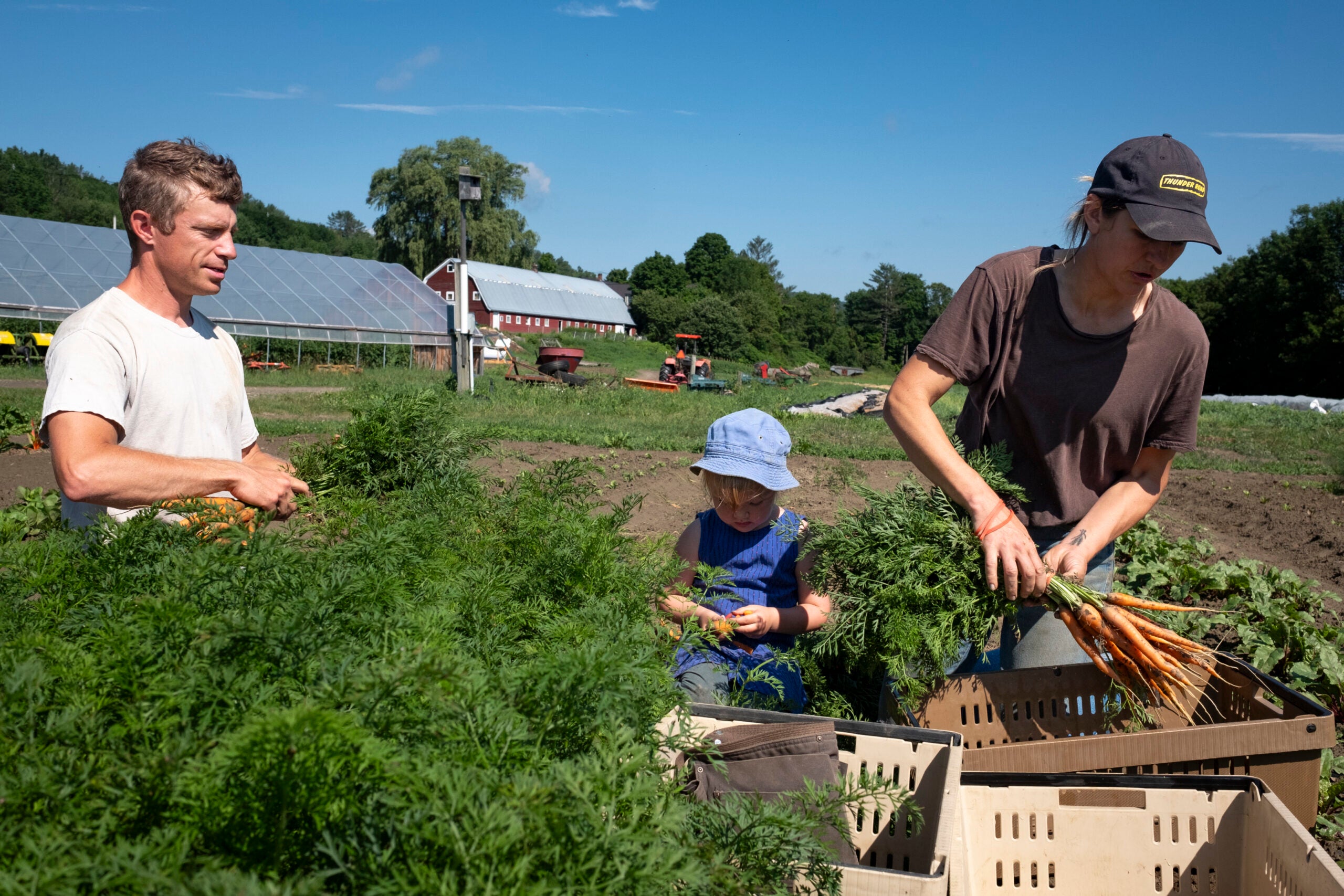 Antoine Guerlain, Ashley Loehr and daughter Ines harvest carrots at Hurricane Flats.