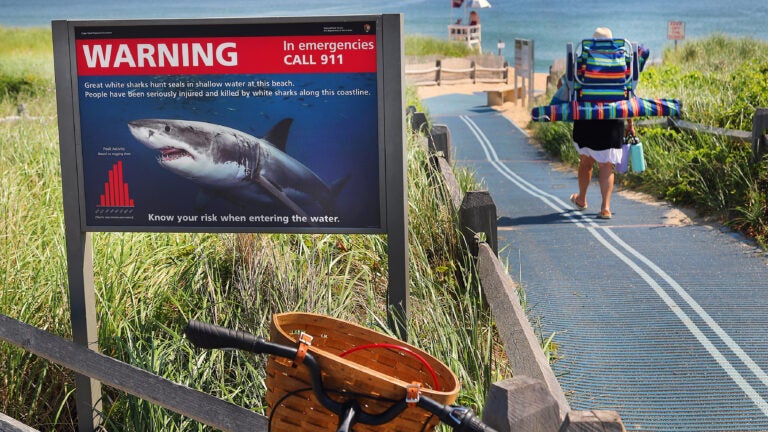A shark warning sign at the entrance to Coast Guard Beach.