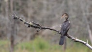 Birders capture a rare sight of a southern ‘Snake Bird’ in Maine