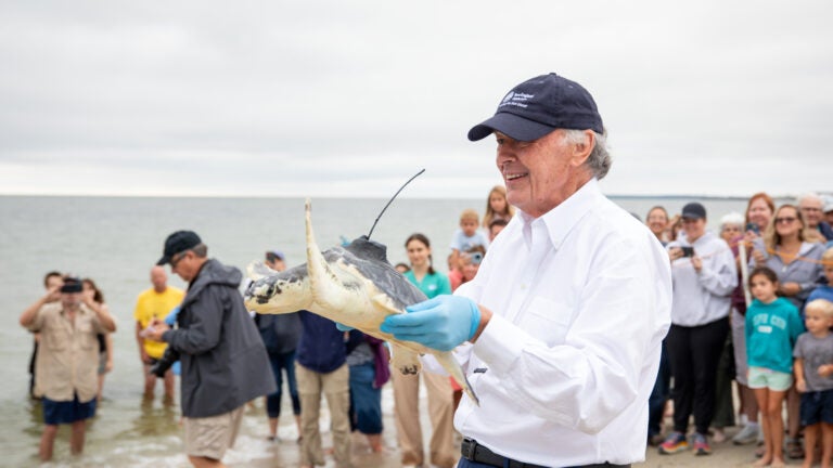 Senator Edward J. Markey with one of the Kemp’s ridley sea turtles that were released off Cape Cod.