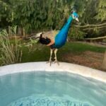 A peacock has been reported missing from the North Westgate Road area on Cape Cod, the Harwich animal control said Tuesday.