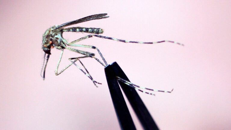 First human case of West Nile virus diagnosed in Boston resident