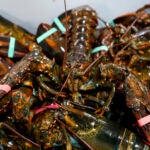 Lobsters sit in a crate at a shipping facility.