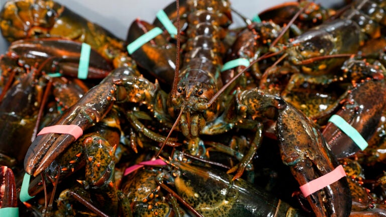 Lobsters sit in a crate at a shipping facility.
