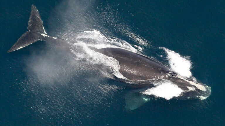 A North Atlantic right whale in the waters off New England, May 25, 2024.