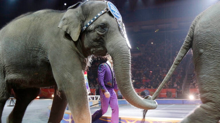 FILE - Asian elephants perform for the final time in the Ringling Bros. and Barnum & Bailey Circus, May 1, 2016, in Providence, R.I.