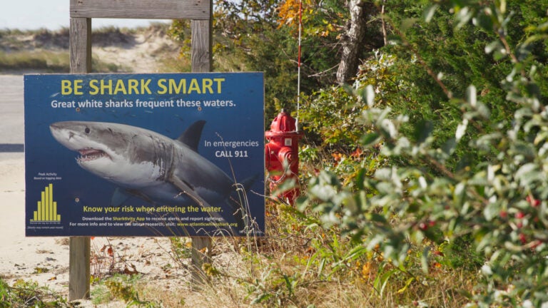 Beachgoers rescue stranded great white shark on Nantucket