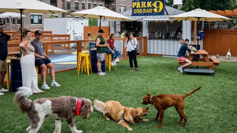 At the dog bar, there’s fun for furry friends and human friends alike