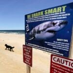 A woman walks with her dogs at Newcomb Hollow Beach in Wellfleet, Mass., where a boogie boarder was bitten by a shark in 2018 and later died of his injuries.