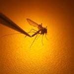 A Hampstead, NH resident has died from an eastern equine encephalitis virus infection, health officials announced Tuesday.