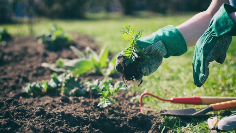 Here’s why some people should wear a mask and gloves while gardening