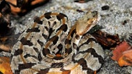 Hikers capture rare video of rattlesnakes fighting in Milton