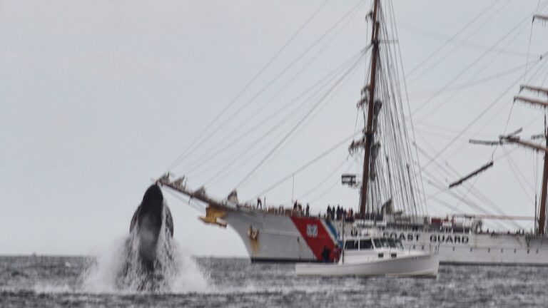 Even more whales are visiting Boston Harbor