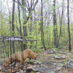 Roxy was roaming a Worcester neighborhood for 555 days.