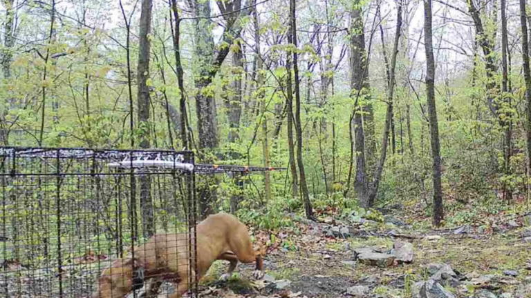 Roxy was roaming a Worcester neighborhood for 555 days.