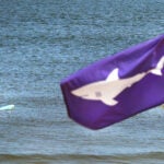 A surfer waits for a wave at Newcomb Hollow Beach at a shark warning flag flys from the life guard stand.
