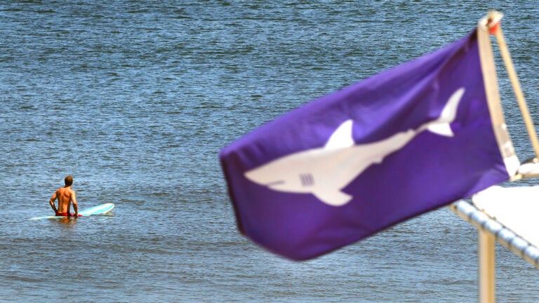 A surfer waits for a wave at Newcomb Hollow Beach at a shark warning flag flys from the life guard stand.