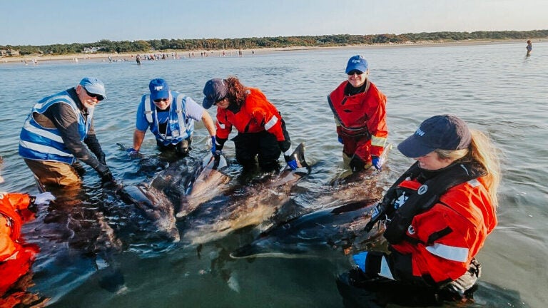 On Monday, Cape Cod saw the largest bottlenose dolphin mass stranding in the Northeast region.