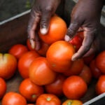 Farmer Alsi Yussuf, a refugee from Somalia, places freshly picked tomatoes from her greenhouse into a carrying box.