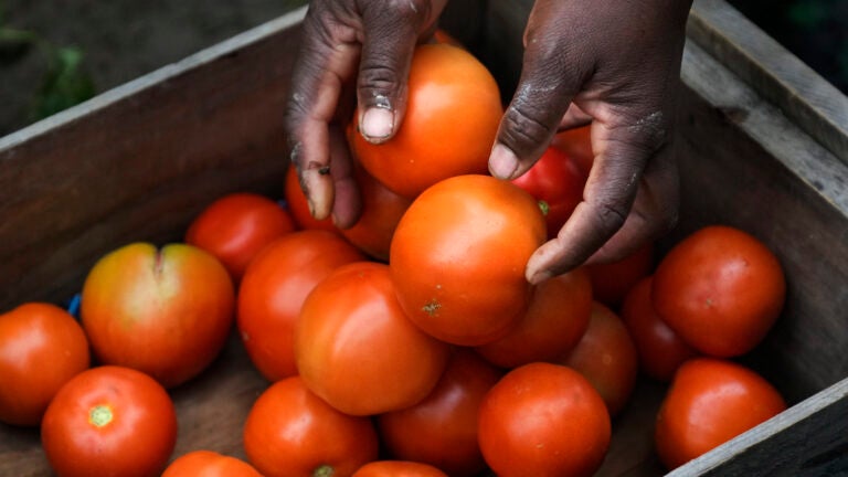 Farmer Alsi Yussuf, a refugee from Somalia, places freshly picked tomatoes from her greenhouse into a carrying box.