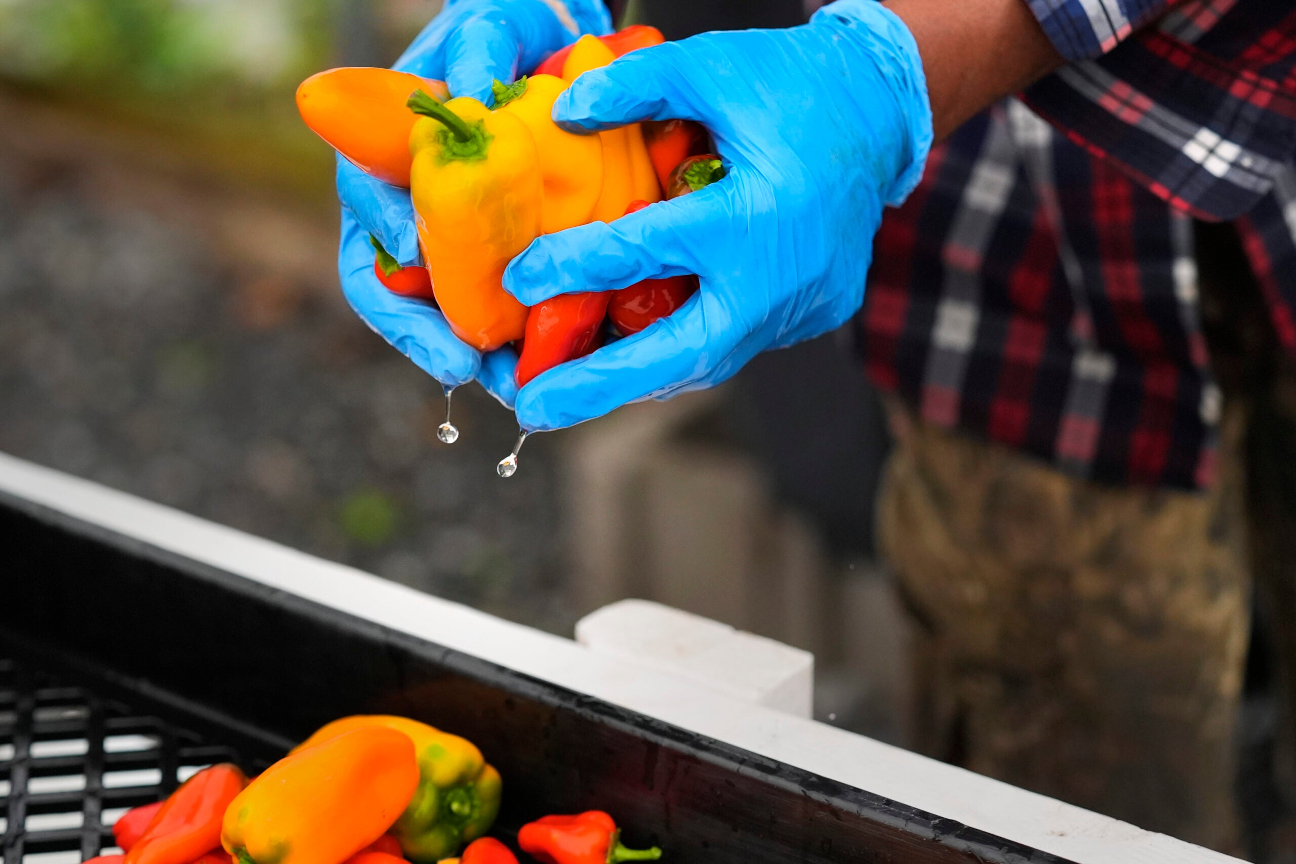 Farmer Sylvain Bukasa, a refugee from Democratic Republic of the Congo, takes freshly harvested peppers out of a cleaning tub to be air dried.