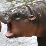 Two-month-old baby hippo Moo Deng plays with a zookeeper.