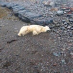 A polar bear that was shot by the police.