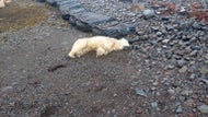 A rare polar bear showed up on the shores of Iceland. Police shot it.