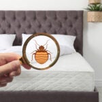 adobe stock bedbugs