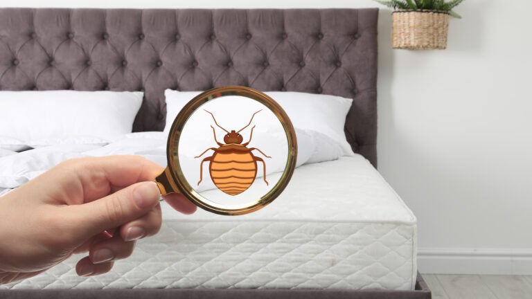 What do you do if you find bedbugs in your apartment?