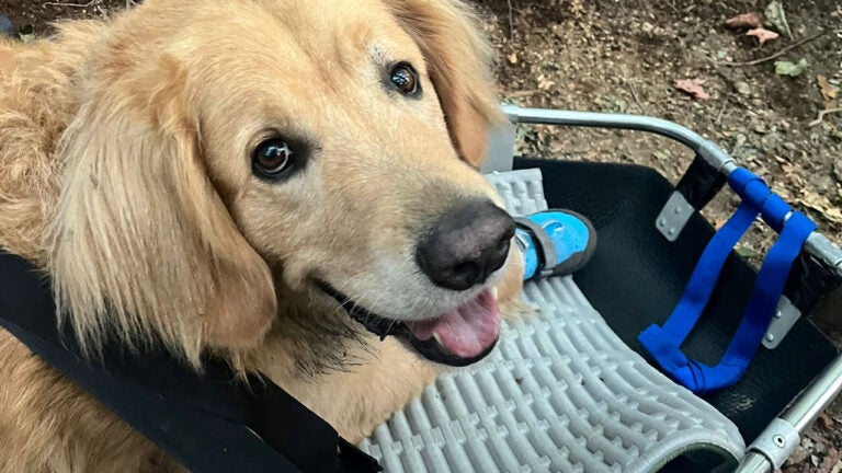 Crosby the golden retriever rescued from mountain path in New Hampshire