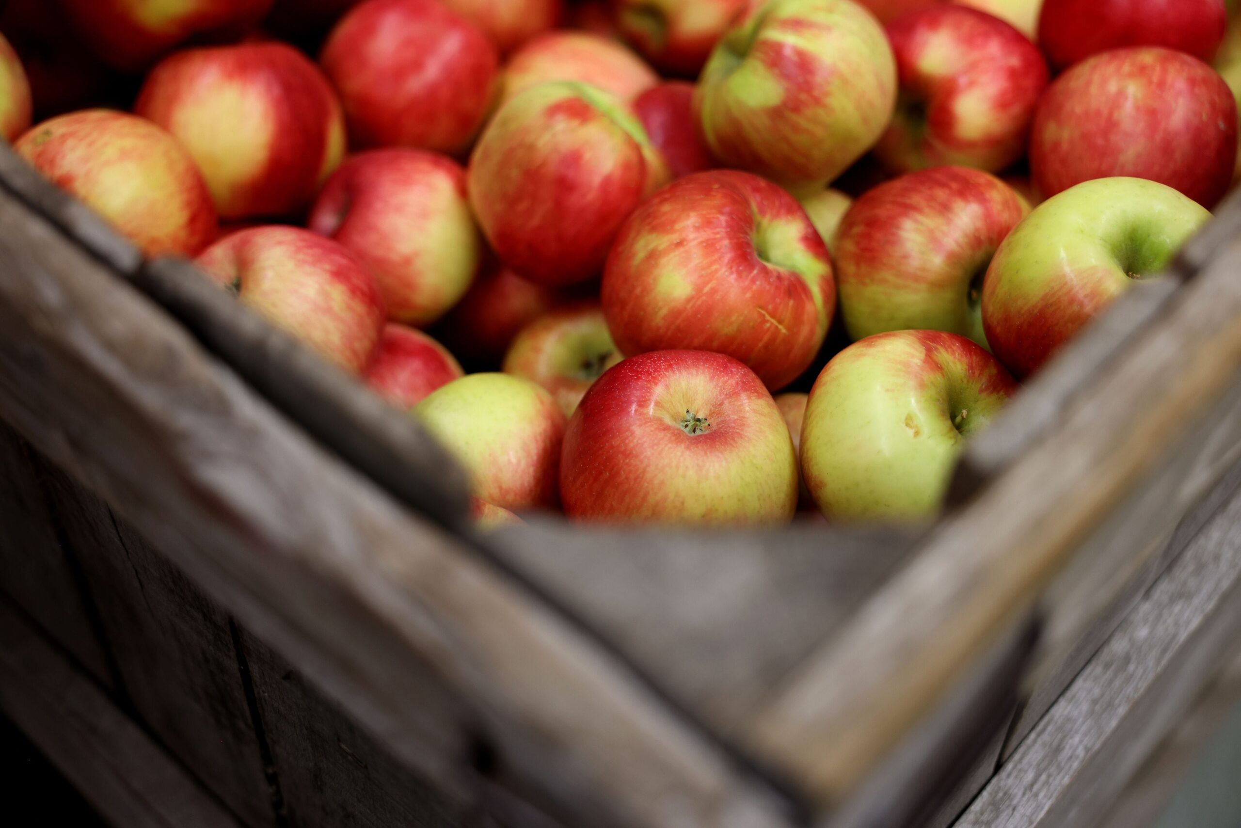 boston.com - Elizabeth Mehler - The ultimate Massachusetts apple picking guide for fall 2026