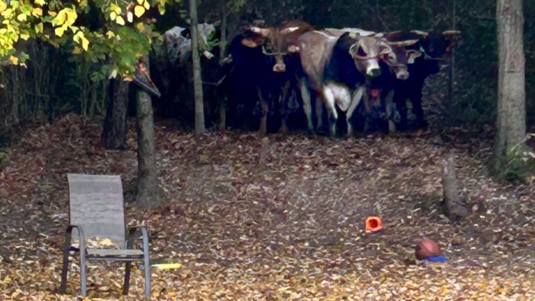 Final bull captured after North Attleborough rodeo escape