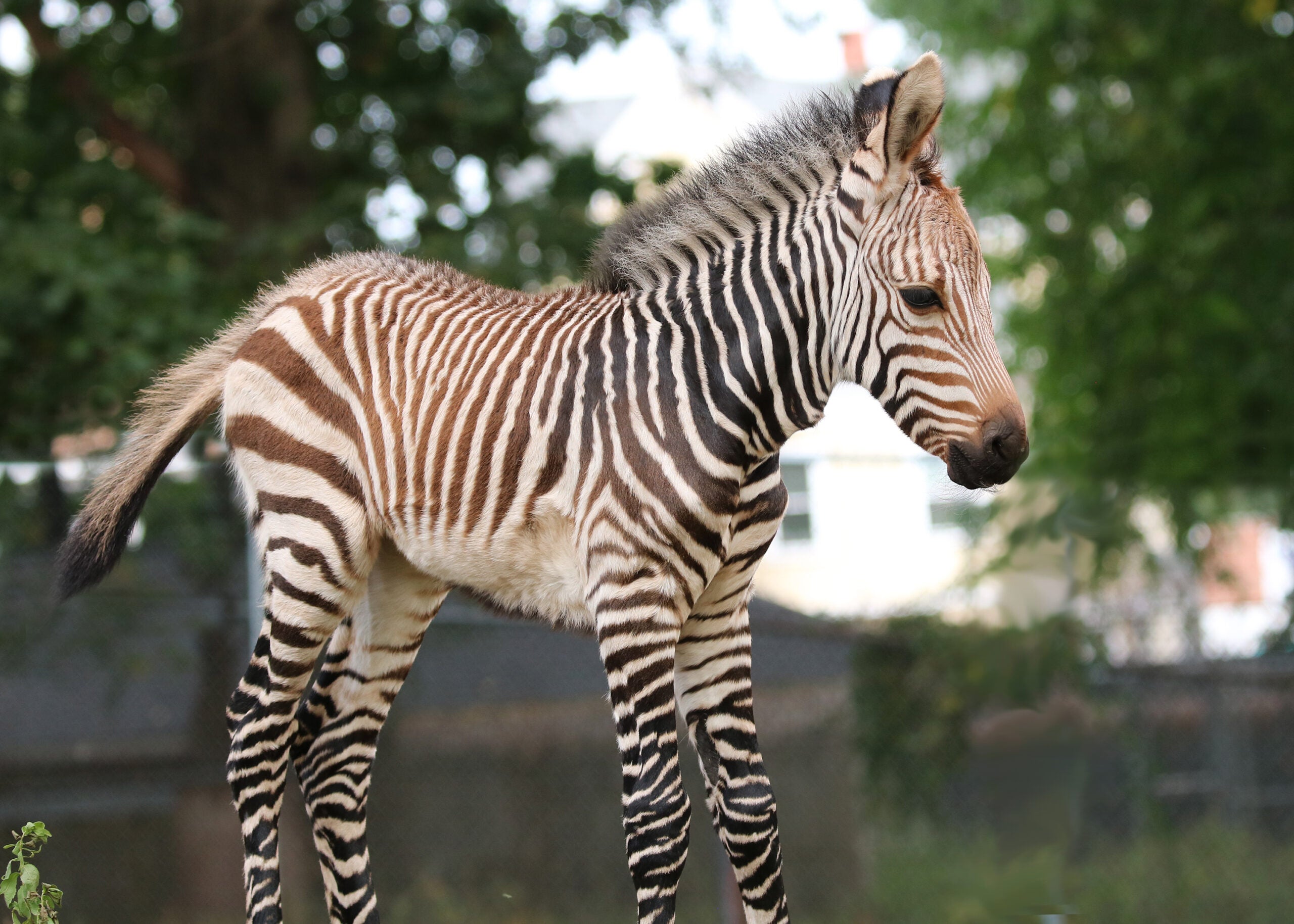 Baby Zebra Baby Zebra