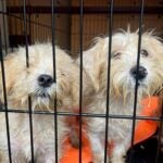 Twenty-three small dogs were surrendered to a Massachusetts animal shelter on Thursday.